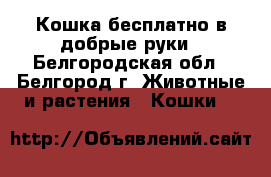 Кошка бесплатно в добрые руки - Белгородская обл., Белгород г. Животные и растения » Кошки   
